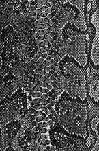 Load image into Gallery viewer, Olympus OM-1 Pre-cut Leather skin