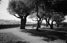 Load image into Gallery viewer, Ilford Ortho Plus 80 35mm Black and White Film