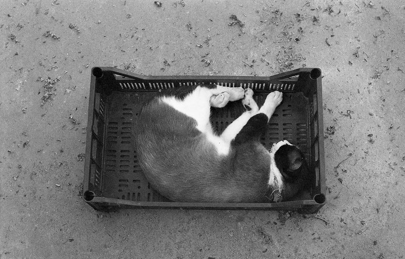 Ilford XP2 35mm Black And White Film
