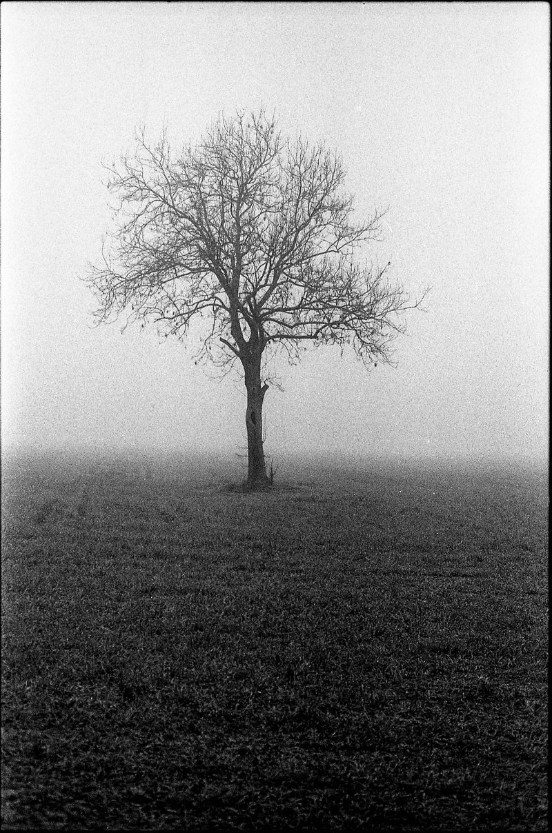 Ilford Delta 400 Professional 35mm Black And White Film