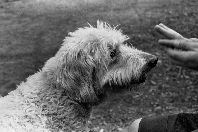 Fomapan 200 35mm Black and White Negative Film