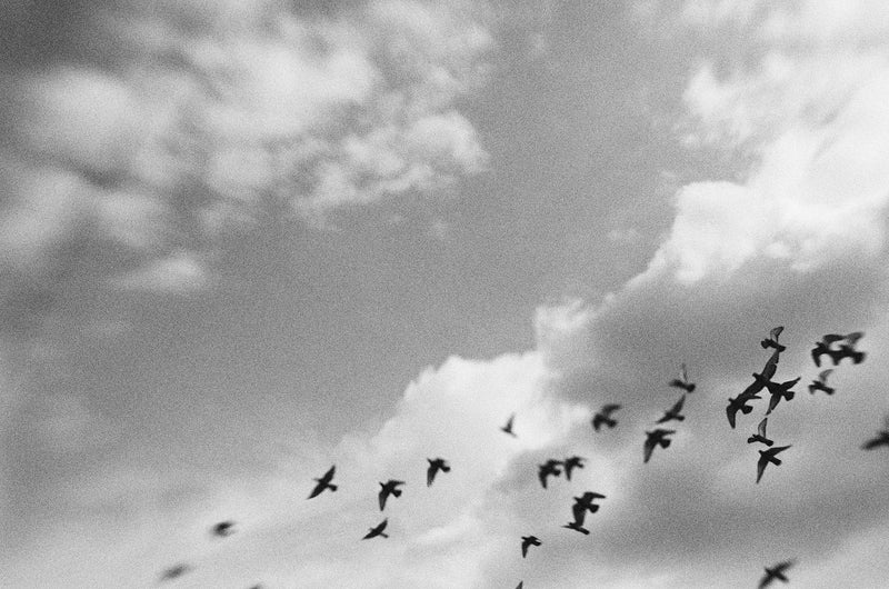 Ilford XP2 35mm Black And White Film