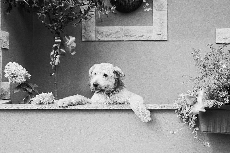 Ilford Delta 400 Professional 35mm Black And White Film